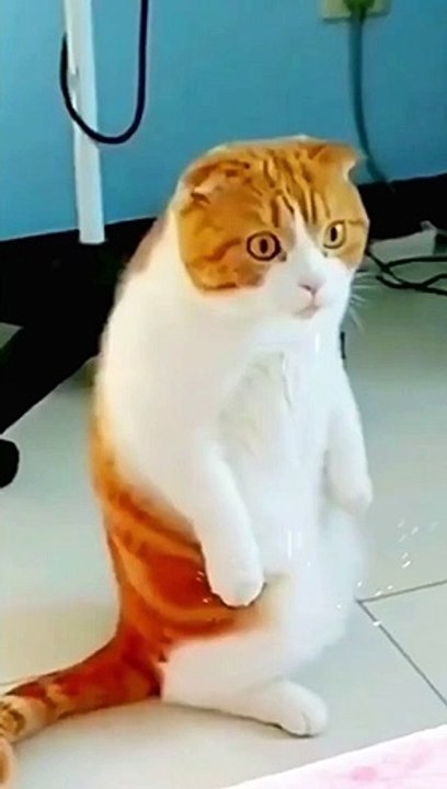 funny animal videos you haven't seen in life try not to laugh↩️➡️#shorts #animals #dog #cat