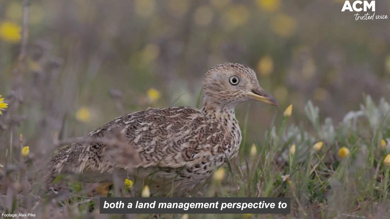 Plains-wanderers released into Riverina NSW wit...