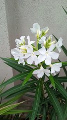 Oleander plant care