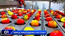 How Food Processing Industry Works (Food Factory)