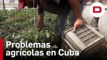 Cuba y el problema del desabastecimiento, inflación e importación masiva de productos agrícolas