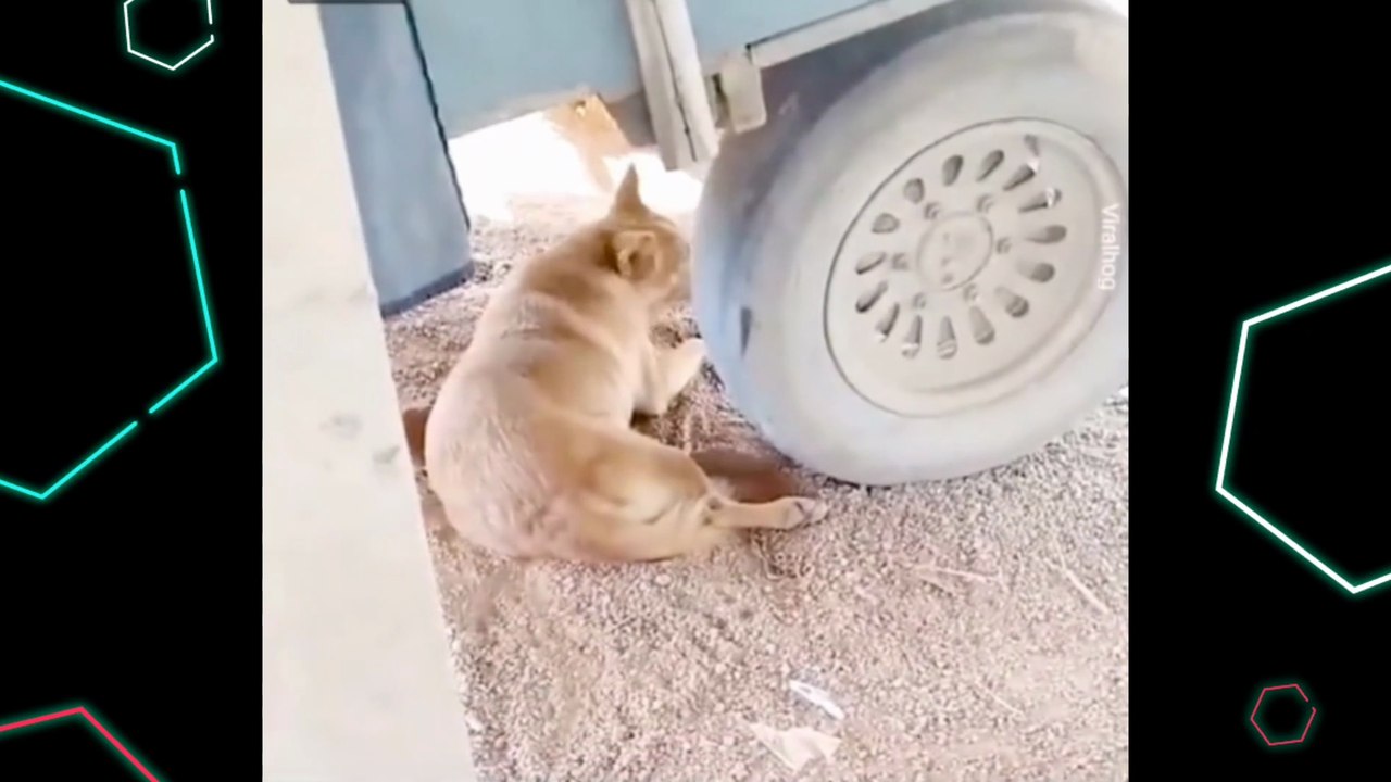 Funny Animal Videos 2022  - Funniest Cats And Dogs Videos 
