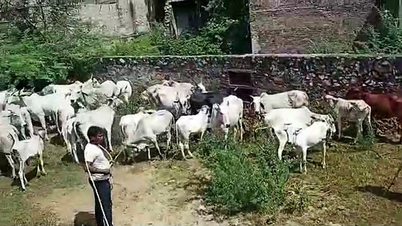 सवाईमाधोपुर. गोवंश पर दवा का स्प्रे करते गौभक्त।
