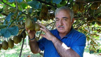 Ordu ekonomi haberi... Ordu'da kivi üretimi yaygınlaşıyor