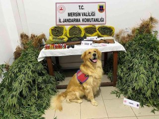 Mersin haber! Mersin'de evlerinin bahçesinde uyuşturucu yetiştiren 2 şüpheli yakalandı