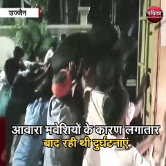 उज्जैन : रात में भी हो रही आवारा मवेशियों की धरपकड़