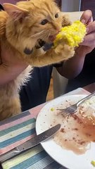 Kitten Chows Down on Corn on the Cob