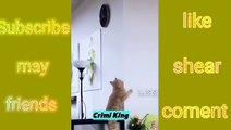 Funny video -7। crimi king video channel. Cat Funny Video. funny video animal. crimi king funny video. animals funny video. cat video