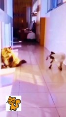 Funniest Cats  - Don't try to hold back Laughter  - Funny Cats Life