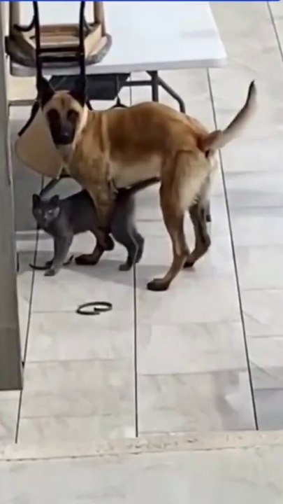 WATCH and TRY TO STOP LAUGHING Super FUNNY Animals VIDEOS