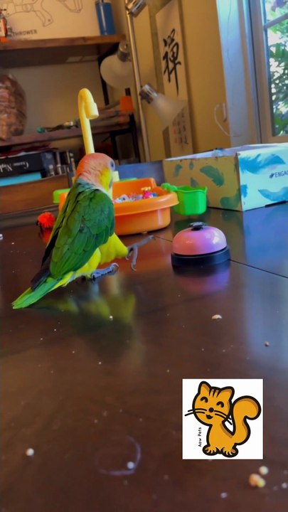 Try Not To Laugh -Funny Birds Video Compilation 2
