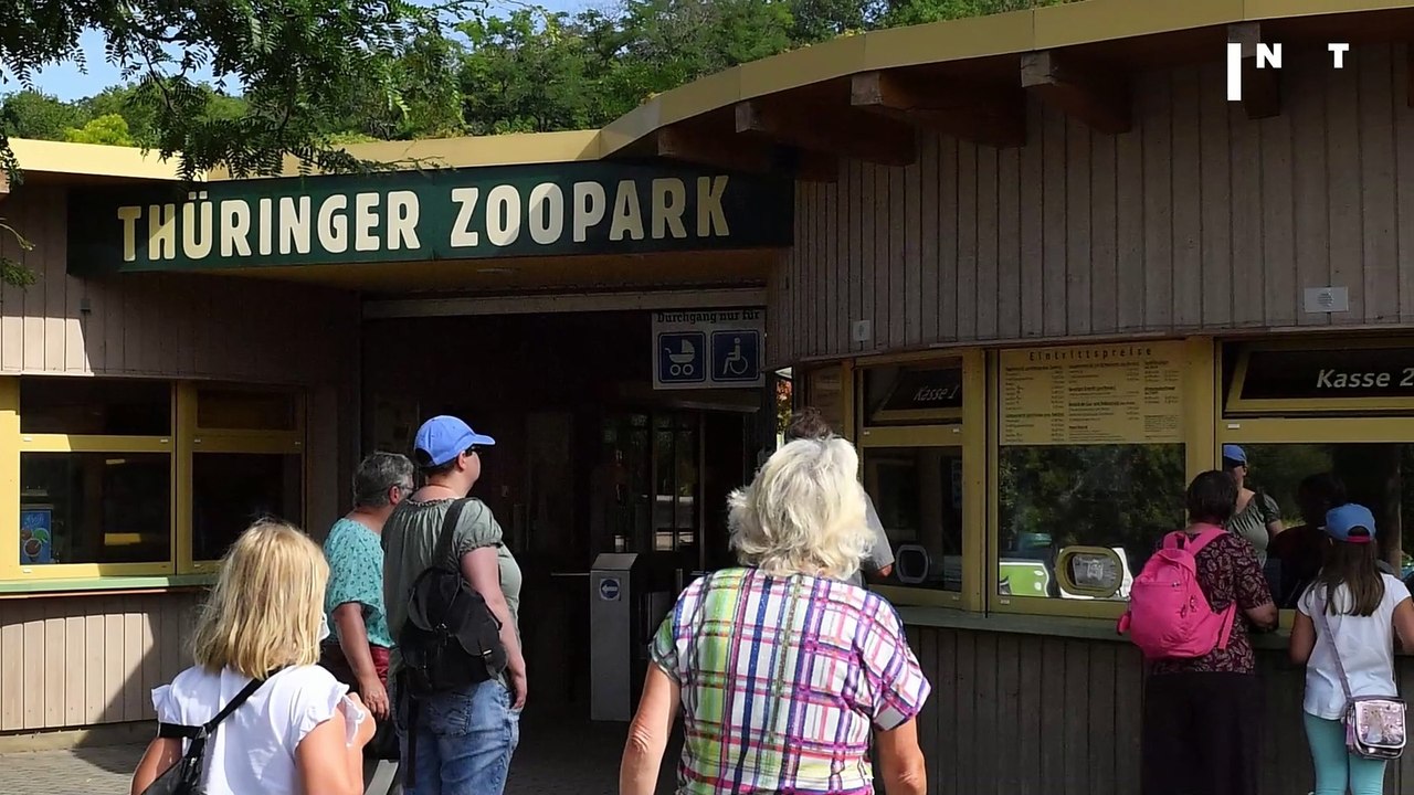 Todesserie im Erfurter Zoo: Killerflöhe machen Geparden den Garaus (2)