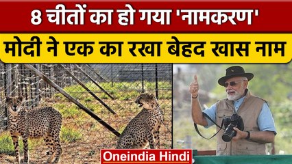 Cheetah In India: इन नामों से पुकारे जाएंगे भारत आए चीते | cheetah names | वनइंडिया हिंदी | *News