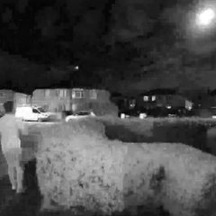 Royaume-Uni : un météore observé dans le ciel - carré