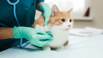 Tierarztkosten steigen ab November