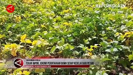 Jokowi Meminta BUMN Serap Kedelai dari Petani