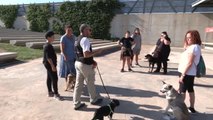 Murcia organiza un taller para mejorar la conducta canina