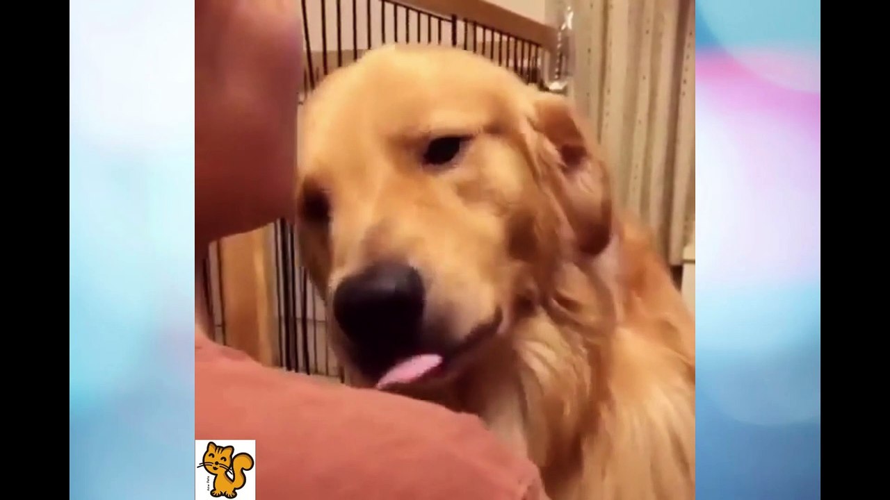 Baby Dogs - Cute and Funny Dog Videos Compilation #25 -Aaw Pets