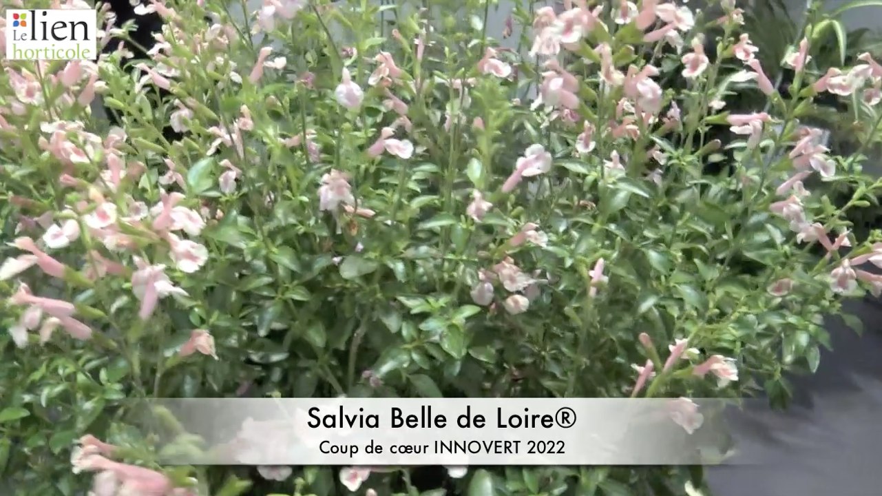 SAUGE BELLE DE LOIRE, plante en ligne