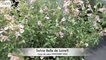 Salvia x jamensis Belle de Loire®, une vivace arbustive bicolore - Barrault Horticulture