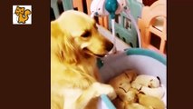 AWW SO FUNNY Super Dogs And Cats Reaction Videos