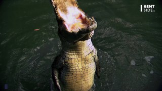 Un pêcheur affirme avoir croisé un crocodile dans une rivière