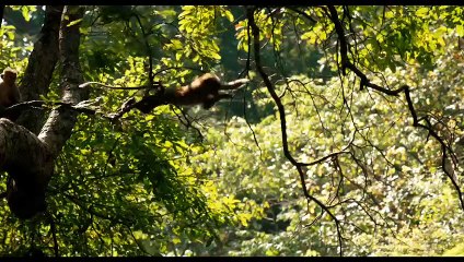 Au Royaume des Singes Bande-annonce (DE)