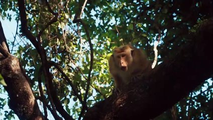 Au Royaume des Singes Bande-annonce (EN)