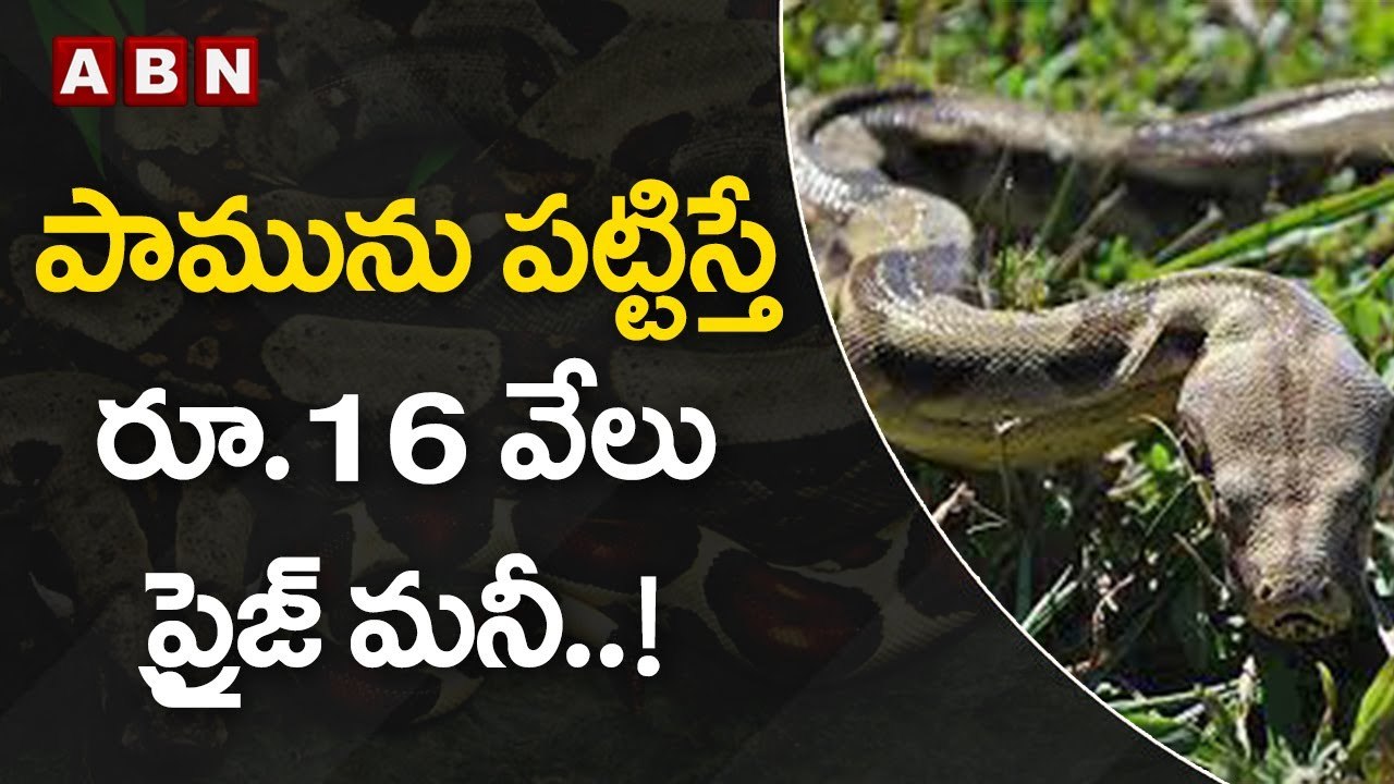 ఈ పామును పట్టుకుంటే 16 వేలు ప్రైజ్‌ మనీ..! | ABN Digital