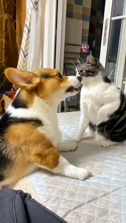 Funny Animals Videos - Funniest Cats And Dogs Videos