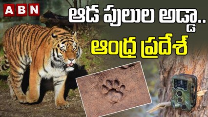 ఆడ పులుల అడ్డా.. ఆంధ్ర ప్రదేశ్‌ | ABN Digital