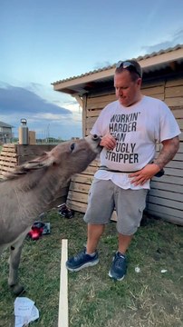 Waffles the Donkey Attempts to Help with Home Projects