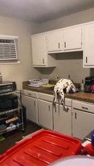 Snoopy Dalmatian Stands in Kitchen Sink