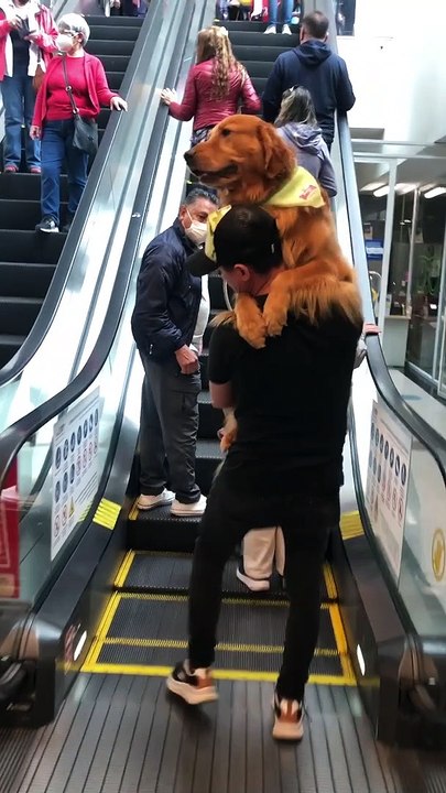 Golden Retriever Gets Carried Up Escalator