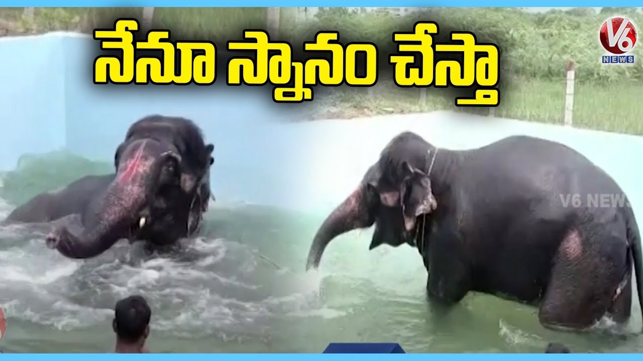 Elepahant Bathing In Temple Pond _ Srivilliputhur Andal temple _ Madurai _ V6 News