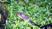 BEAUTIFUL SNAKES _ Relaxing Music I Calm Music I Snake Videos, HAPPIEST NATURE,