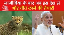 Know India's plan to reintroduce cheetahs in country