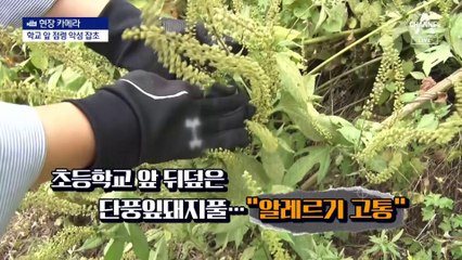[현장 카메라]학교 앞 풀밭에 ‘단풍잎돼지풀’…“숨을 못 쉬어요”