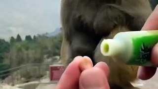 Very funny monkey video Dear Animal