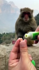Very funny monkey video Dear Animal