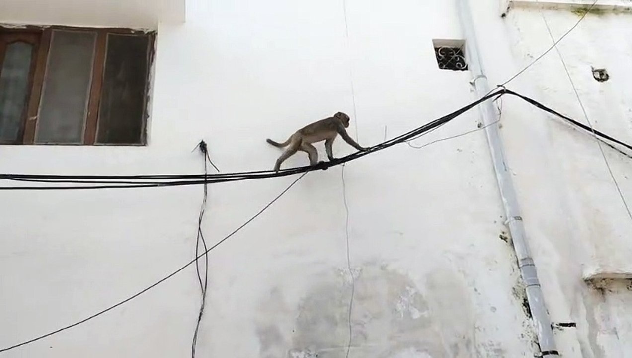 बंदर और स्ट्रीट ड्रॉग ने वार्डवासियों का किया जीना मुश्किल
