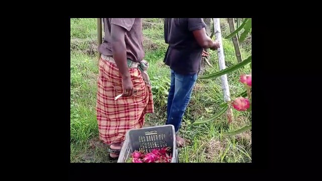 Dragon fruit farming and harvesting video