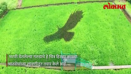 भातरोपाच्या लावणीतून साकारला 'ब्लॅक ईगल'