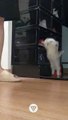 #funniest #falling animals #videoshorts #tiktokvideo #cutest #cats and #crazy #dogs #2022