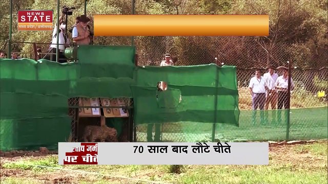 Cheetah Breaking : 70 साल बाद भारतीय जमीन पर चीतों का आगमन | MP News |