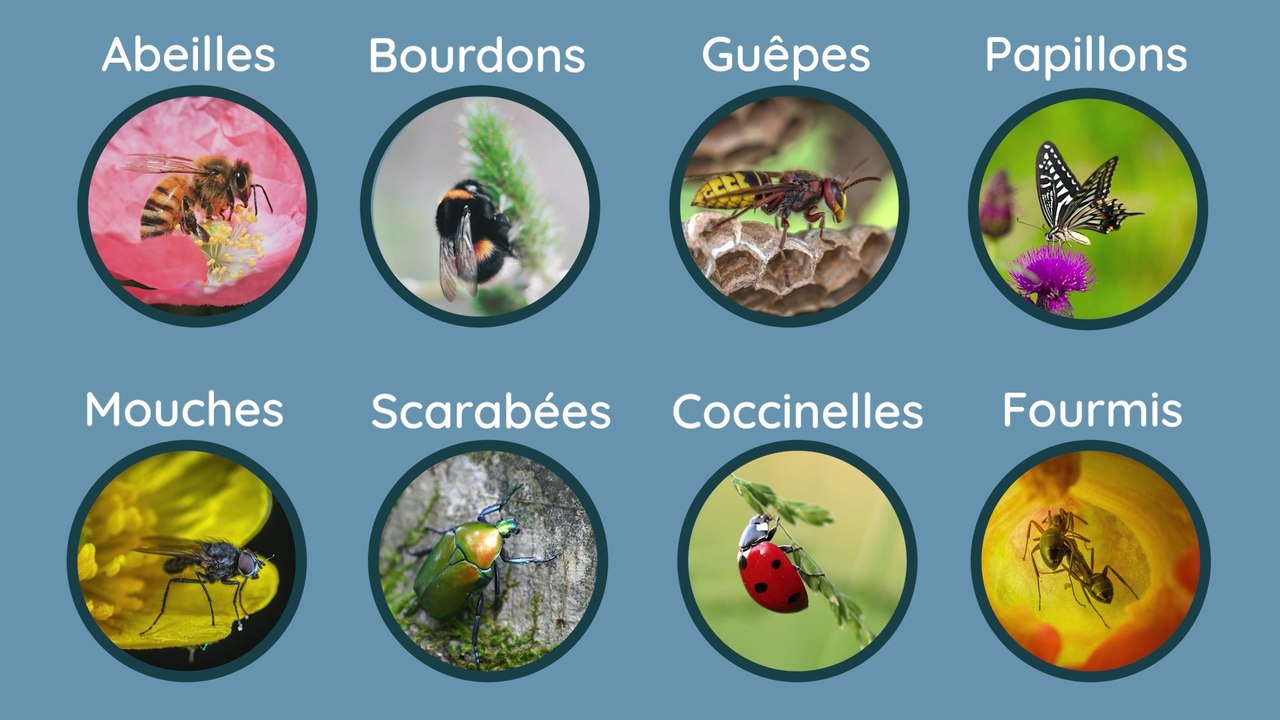Les insectes pollinisateurs