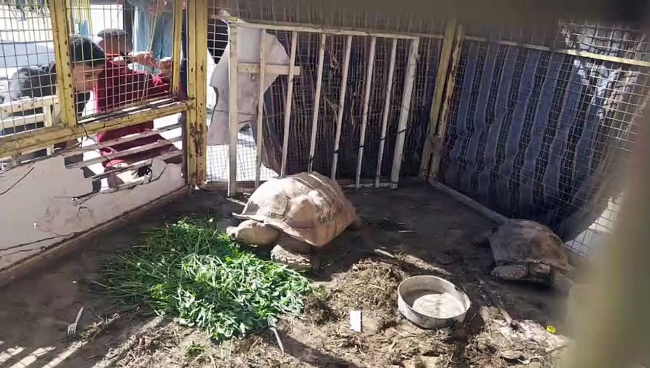 جمال بيت السلحفاة