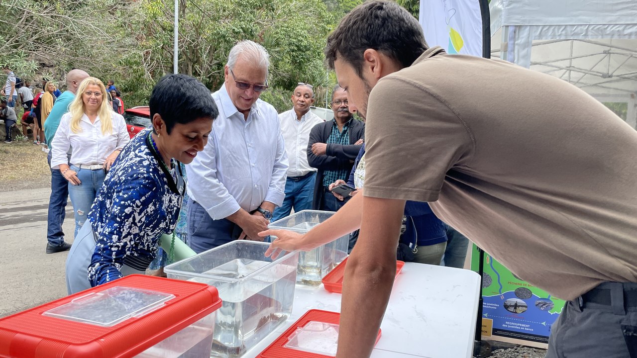 La Cinor s'initie à l'éco-pâturage : "Bénéfique pour la nature"
