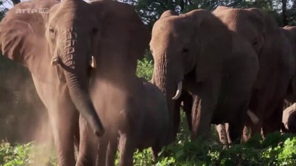 Curiosités animales - L'éléphant et le rat taupe nu