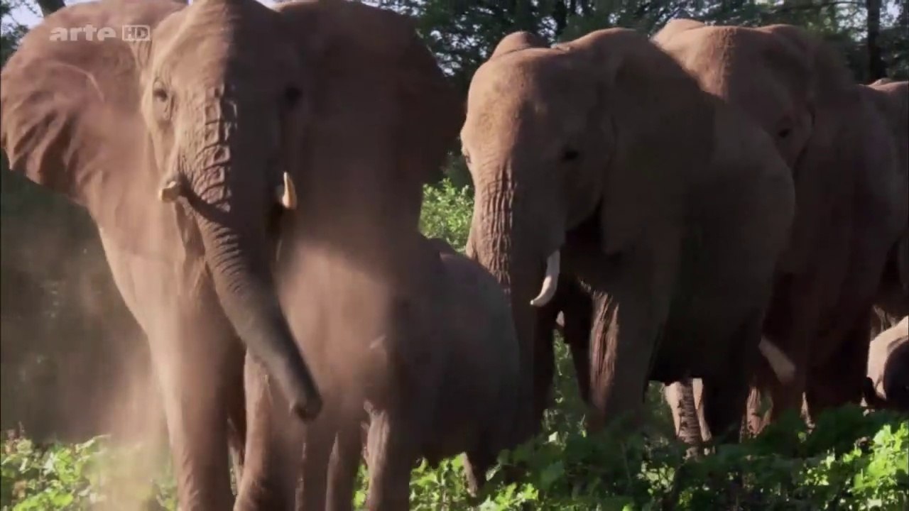 Curiosités animales - L'éléphant et le rat taupe nu